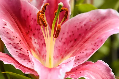 फूल का क्लोज़अप 4K वॉलपेपर · flowers · 3840×2560