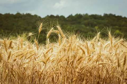 Wheat Field 4K Wallpaper · nature · 3840×2560
