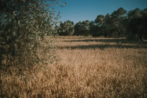 Wheat Field 4K Wallpaper · nature · 3840×2560