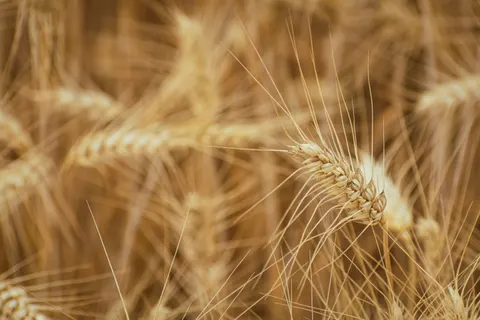 Hình nền Cánh đồng lúa mì 4K · nature · 3840×2560
