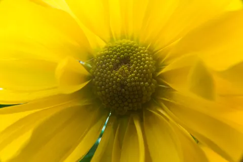 Flower Macro 4K Wallpaper · flowers · 3840×2563