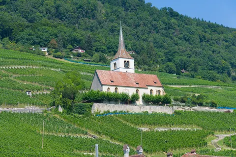 Vineyard Hills 4K Wallpaper · nature · 3840×2558