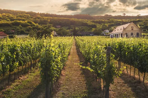 Vineyard Hills 4K Wallpaper · nature · 3840×2560