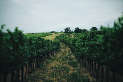 Vineyard Hills 4K Wallpaper · nature · 3840×2560