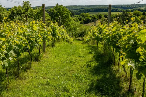 Vineyard Hills 4K Wallpaper · nature · 3840×2562