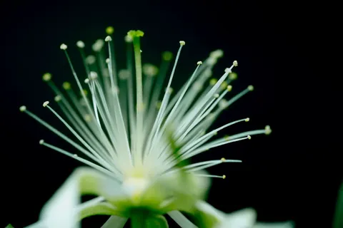 Sfondo Fiore in Macro 4K · flowers · 3840×2560
