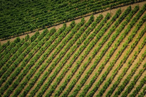 Vineyard Hills 4K Wallpaper · nature · 3840×2560