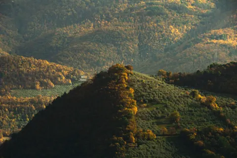 Vineyard Hills 4K Wallpaper · nature · 3840×2560
