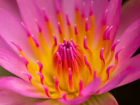 Sfondo Fiore in Macro 4K · flowers · 3840×2892