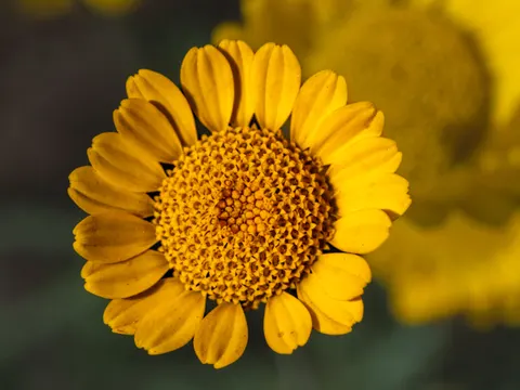 Blumen-Makro 4K Hintergrundbild · flowers · 3840×2880