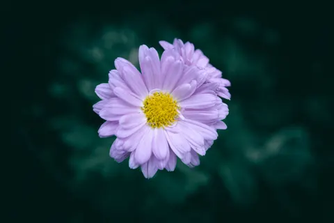 Sfondo Fiore in Macro 4K · flowers · 3840×2560