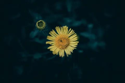 Flower Macro 4K Wallpaper · flowers · 3840×2560