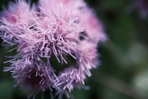 Çiçek Makro 4K Duvar Kağıdı · flowers · 3840×2560