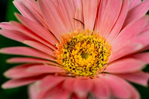 Flower Macro 4K Wallpaper · flowers · 3840×2560