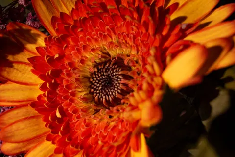 Flower Macro 4K Wallpaper · flowers · 3840×2560