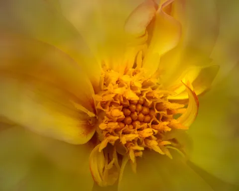 फूल का क्लोज़अप 4K वॉलपेपर · flowers · 3840×3072