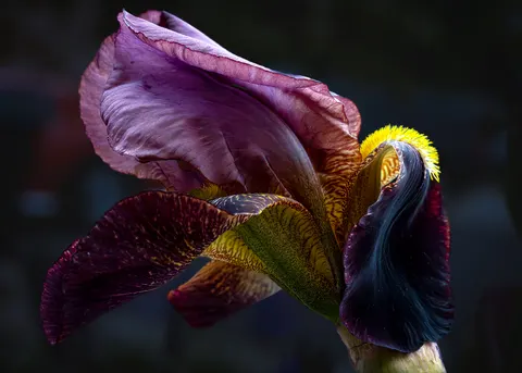 꽃 매크로 4K 배경화면 · flowers · 3840×2743