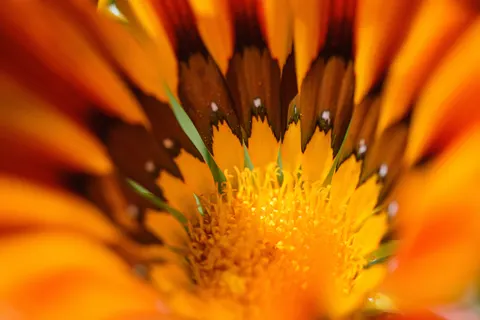 Обои Макросъёмка цветка 4K · flowers · 3840×2563