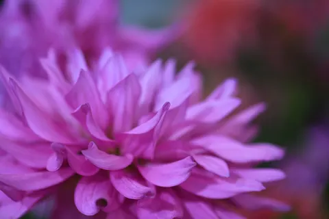 फूल का क्लोज़अप 4K वॉलपेपर · flowers · 3840×2560