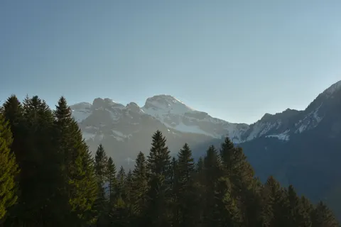 松樹林 4K桌布 · nature · 3840×2563