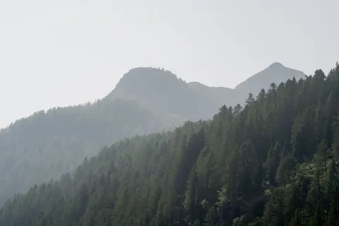 Fond d'écran Forêt de pins 4K · nature · 3840×2560