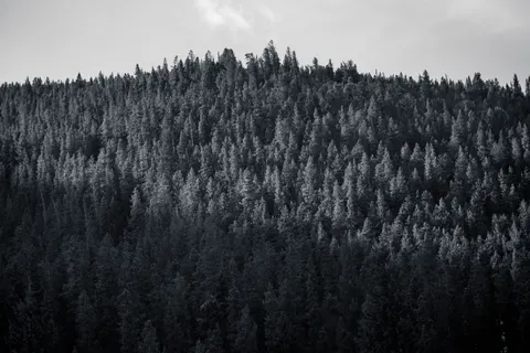 Pine Forest 4K Wallpaper · nature · 3840×2560