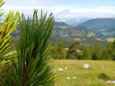 松樹林 4K桌布 · nature · 3840×2880