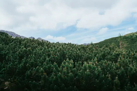 Pine Forest 4K Wallpaper · nature · 3840×2560