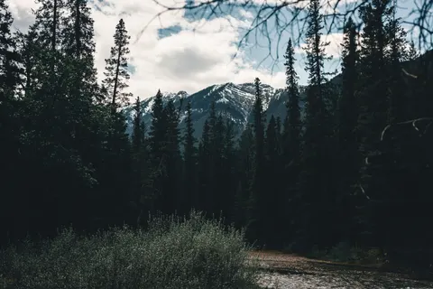 Fondo de pantalla Bosque de pinos 4K · nature · 3840×2561