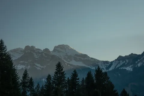 Hình nền Rừng thông 4K · nature · 3840×2563