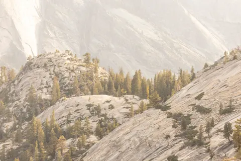 Обои Сосновый лес 4K · nature · 3840×2560