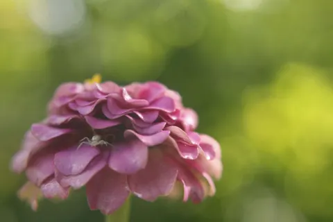 Flower Macro 4K Wallpaper · flowers · 3840×2560