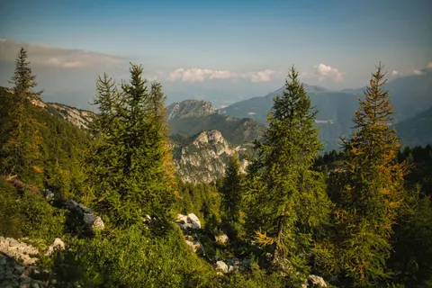 Çam Ormanı 4K Duvar Kağıdı · nature · 3840×2560