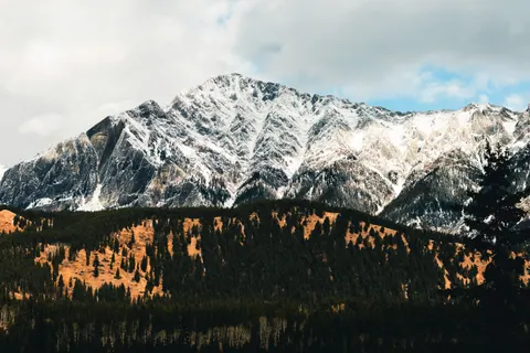 Pine Forest 4K Wallpaper · nature · 3840×2560