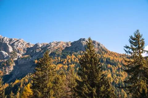 Fond d'écran Forêt de pins 4K · nature · 3840×2560