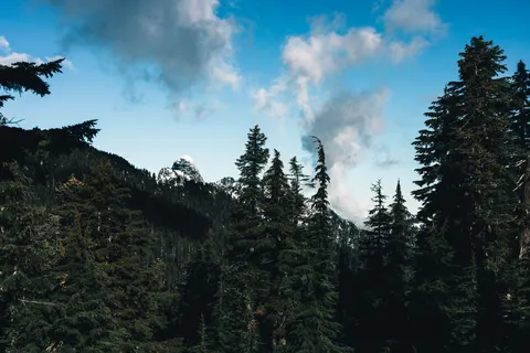 Pine Forest 4K Wallpaper · nature · 3840×2561