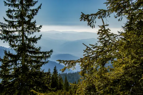 Pine Forest 4K Wallpaper · nature · 3840×2560