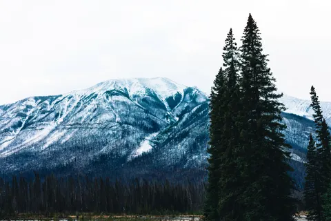 Pine Forest 4K Wallpaper · nature · 3840×2561