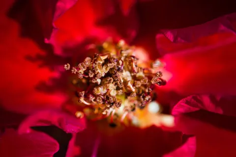 Flower Macro 4K Wallpaper · flowers · 3840×2560