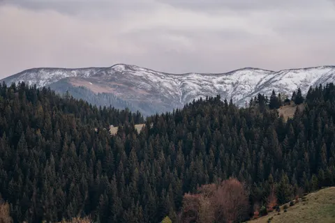 Pine Forest 4K Wallpaper · nature · 3840×2560