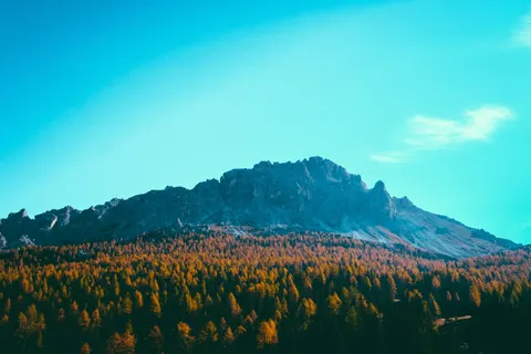 Pine Forest 4K Wallpaper · nature · 3840×2560