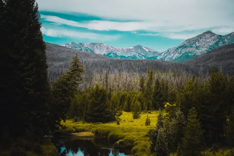 Pine Forest 4K Wallpaper · nature · 3840×2560