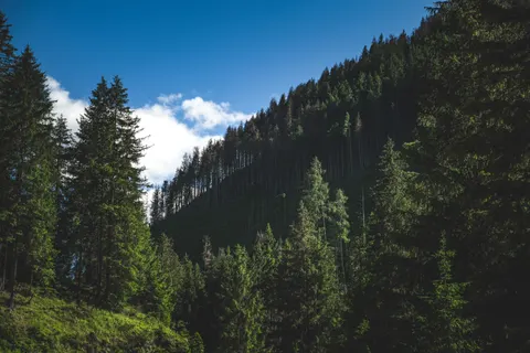 Pine Forest 4K Wallpaper · nature · 3840×2560