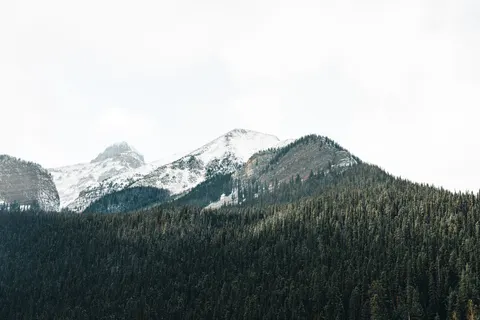 소나무 숲 4K 배경화면 · nature · 3840×2561