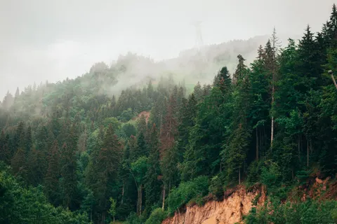Pine Forest 4K Wallpaper · nature · 3840×2560