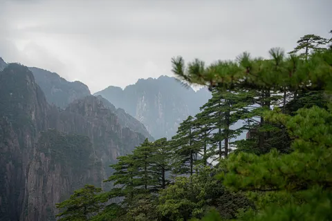 Pine Forest 4K Wallpaper · nature · 3840×2560