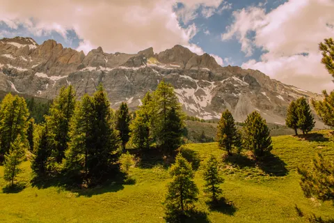 Pine Forest 4K Wallpaper · nature · 3840×2560
