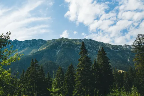 Pine Forest 4K Wallpaper · nature · 3840×2560