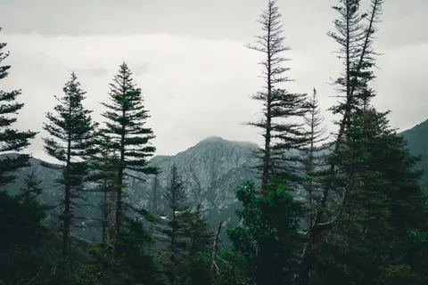 Pine Forest 4K Wallpaper · nature · 3840×2560