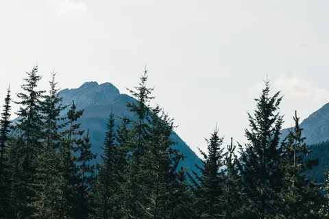 松樹林 4K桌布 · nature · 3840×2560